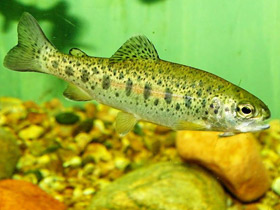 Смотреть фото Кумжа Фото Кумжа