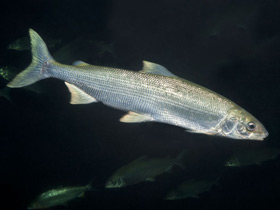 Смотреть фото Нельма Фото Нельма