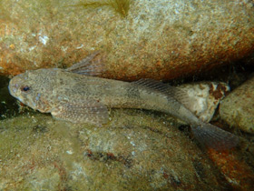 Смотреть фото Обыкновенный подкаменщик Фото Обыкновенный подкаменщик