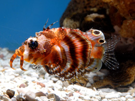 Пятнистая крылатка