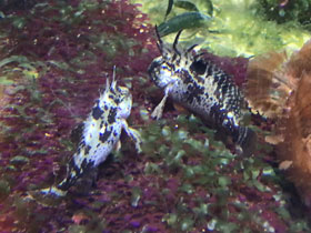 Фото Красноплавничная рыба-оса