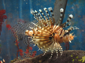 Смотреть фото Крылатка-зебра Фото Крылатка-зебра