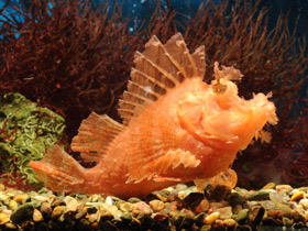 Рыба-скорпион Эйшмера