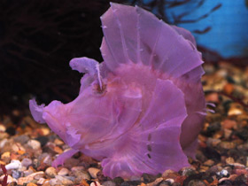 Смотреть фото Рыба-скорпион Эйшмера Фото Рыба-скорпион Эйшмера