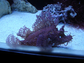 Смотреть фото Косматая рыба-скорпион Фото Косматая рыба-скорпион