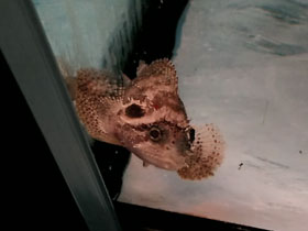 Смотреть фото Гуамская скорпена Фото Гуамская скорпена