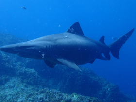 Фото Острозубая песчаная акула