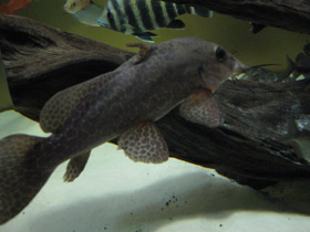 Фото Жирафовый сом