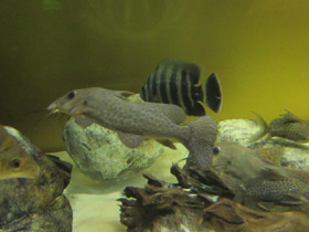 Фото Жирафовый сом