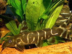 Фото Синодонтис Бришара