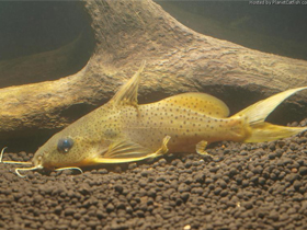 Фото Synodontis macrops