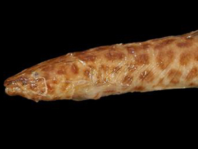 Фото Мраморный лиаухеноглан