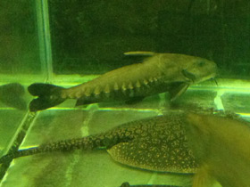 Фото Чёрный оксидорас