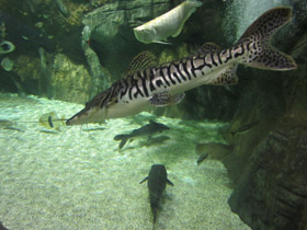 Смотреть фото Тигровая псевдоплатистома Фото Тигровая псевдоплатистома