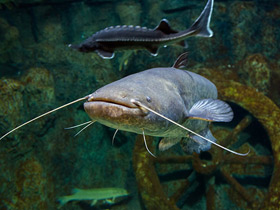 Фото Европейский сом