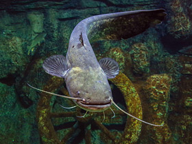 Фото Европейский сом