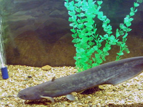 Фото Сом Солдатова