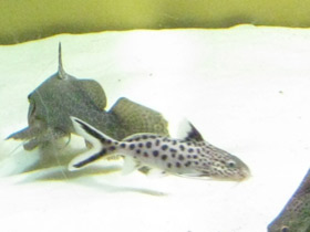 Смотреть фото Сом-кукушка Фото Сом-кукушка