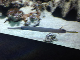 Смотреть фото Китайский флейторыл Фото Китайский флейторыл