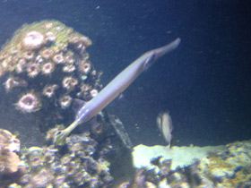 Смотреть фото Китайский флейторыл Фото Китайский флейторыл