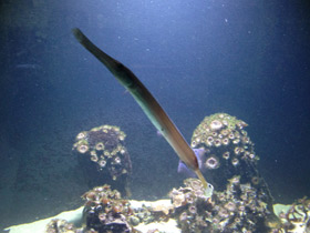 Смотреть фото Китайский флейторыл Фото Китайский флейторыл