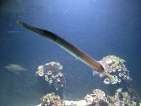 Смотреть фото Китайский флейторыл Фото Китайский флейторыл