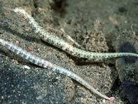 Смотреть фото Австралийская дудочка Фото Австралийская дудочка