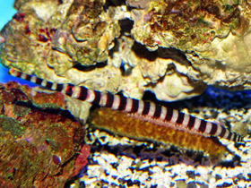 Фото Краснохвостая игла-зебра