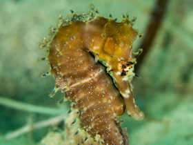 Фото Колючий конец