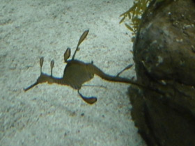 Смотреть фото Морской дракон обыкновенный Фото Морской дракон обыкновенный