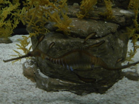 Смотреть фото Морской дракон обыкновенный Фото Морской дракон обыкновенный