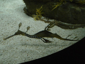 Смотреть фото Морской дракон обыкновенный Фото Морской дракон обыкновенный