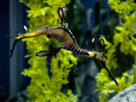 Морской дракон обыкновенный