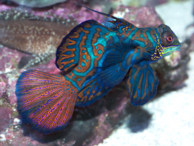 Фото Мандаринка