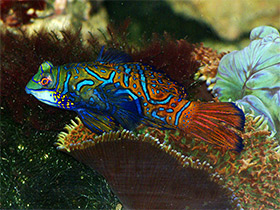 Фото Мандаринка