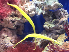 Смотреть фото Игла-aллигатор Фото Игла-aллигатор