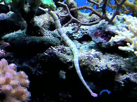 Фото Обыкновенная рыба-игла