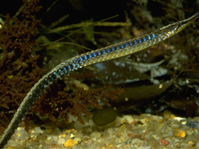 Фото Syngnathus watermeyeri