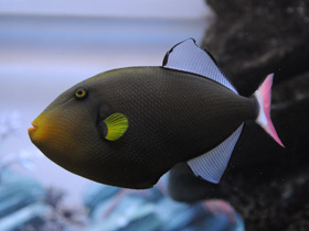 Розовохвостый спинорог