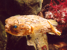 Фото Круглый циклихт