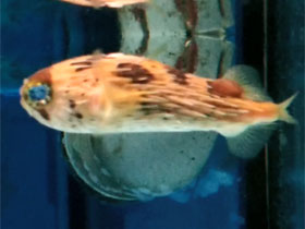 Фото Длинноиглая рыба-еж