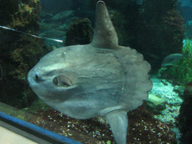 Смотреть фото Обыкновенная луна-рыба Фото Обыкновенная луна-рыба