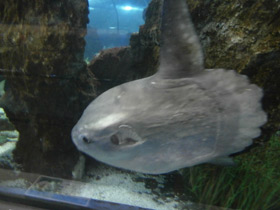 Смотреть фото Обыкновенная луна-рыба Фото Обыкновенная луна-рыба