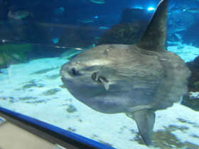 Смотреть фото Обыкновенная луна-рыба Фото Обыкновенная луна-рыба