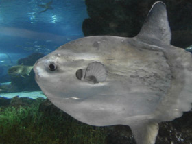 Смотреть фото Обыкновенная луна-рыба Фото Обыкновенная луна-рыба