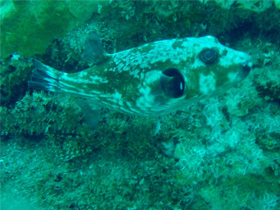 Фото Брюхополосый блаасоп