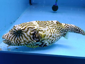 Смотреть фото Расписной аротрон Фото Расписной аротрон