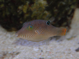 Остроносый иглобрюх