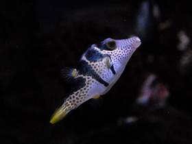 Фото Чернополосый иглобрюх