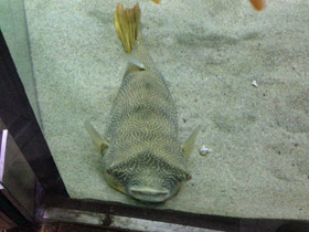 Смотреть фото Тетрадон мбу Фото Тетрадон мбу